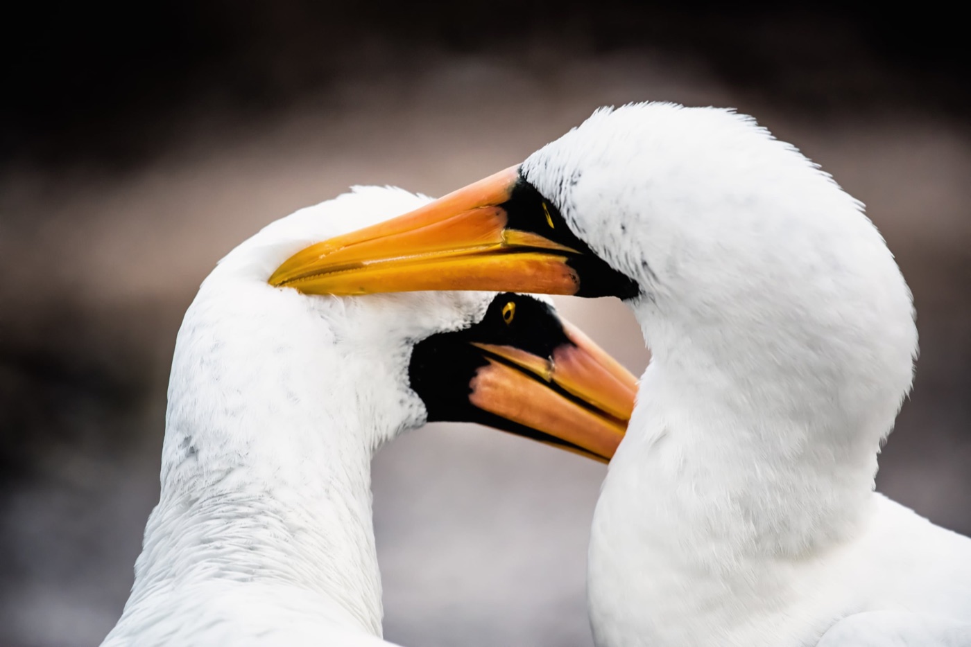 A couple of lovebirds