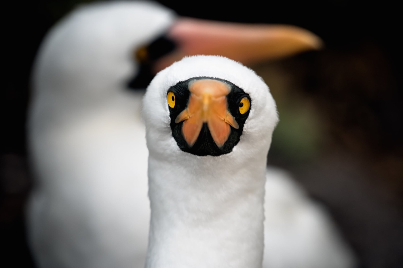 Portrait of a booby