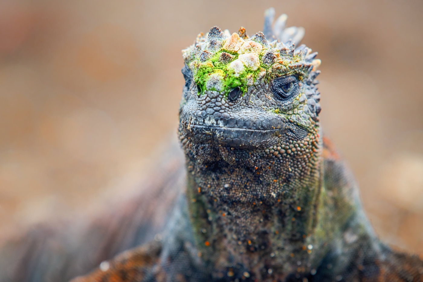 Green Dinosaur