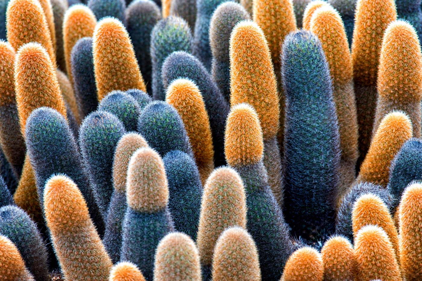 Sea of cacti