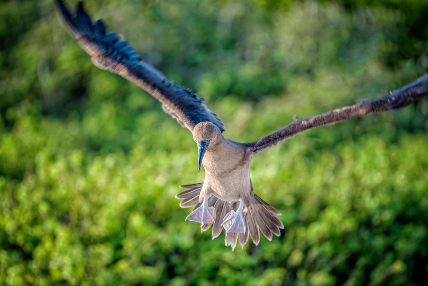 Inflight